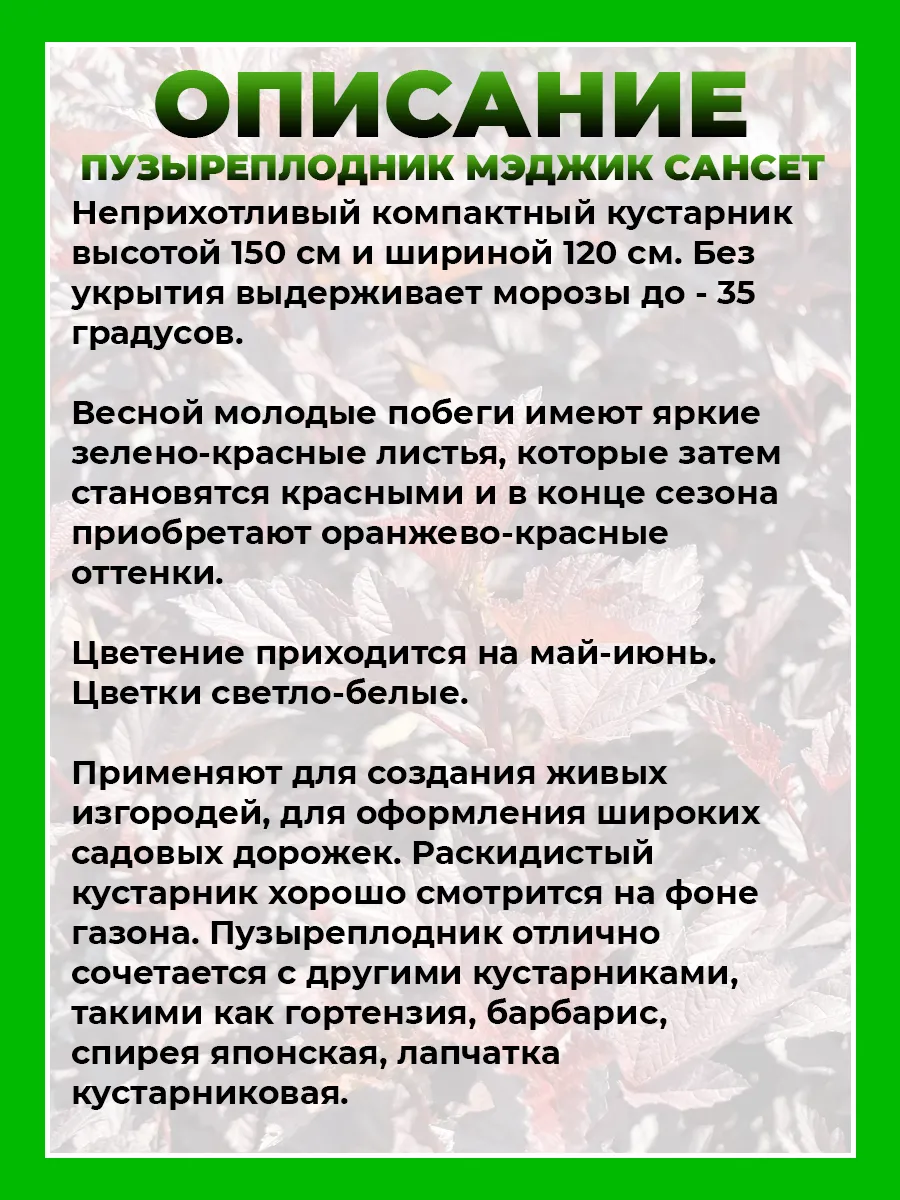 Пузыреплодник калинолистный Мэджик Сансет