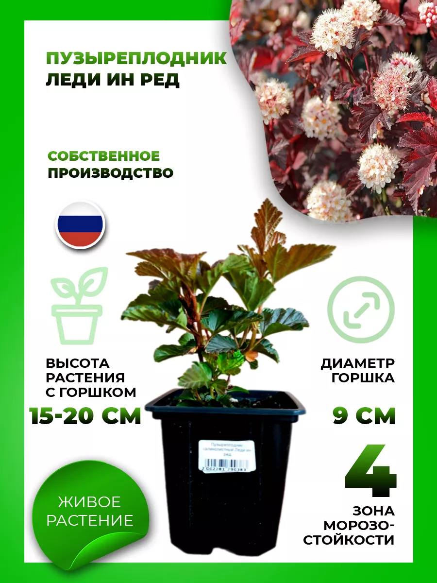 Пузыреплодник калинолистный Леди ин Ред