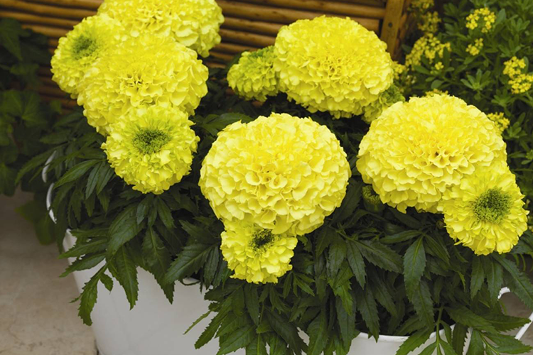 Бархатцы прямостоячие Антигуа Еллоу (Tagetes erecta Antigua yellow ...