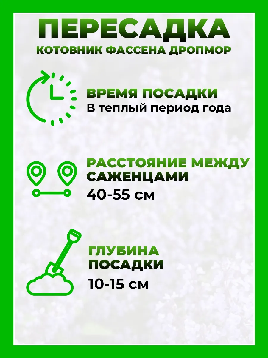 Котовник Фассена Дропмор