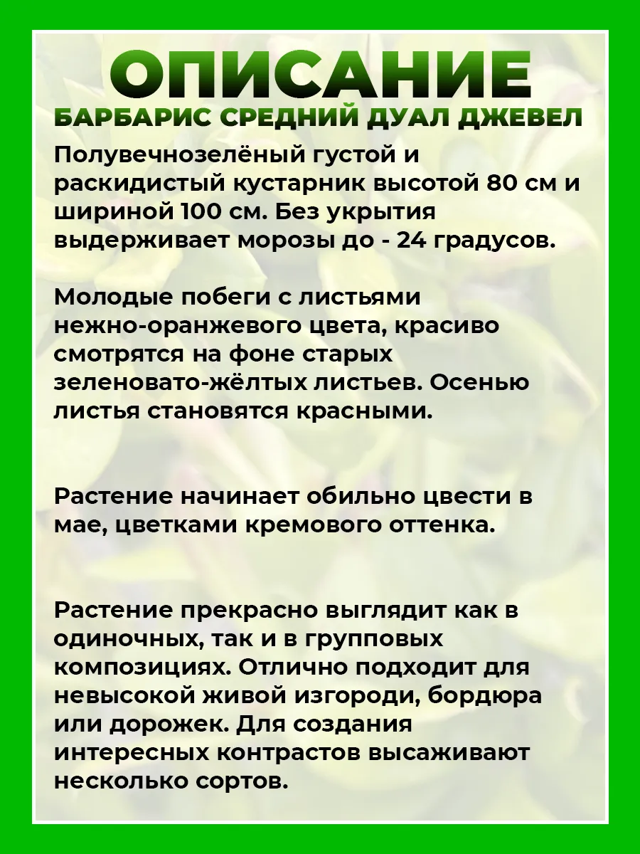 Барбарис средний Дуал Джевел