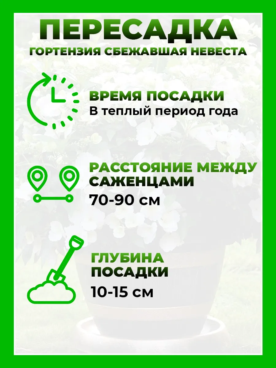 Гортензия крупнолистная Сбежавшая Невеста