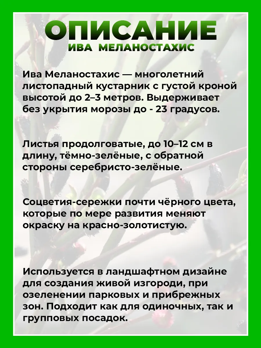Ива тонкостолбиковая Меланостахис