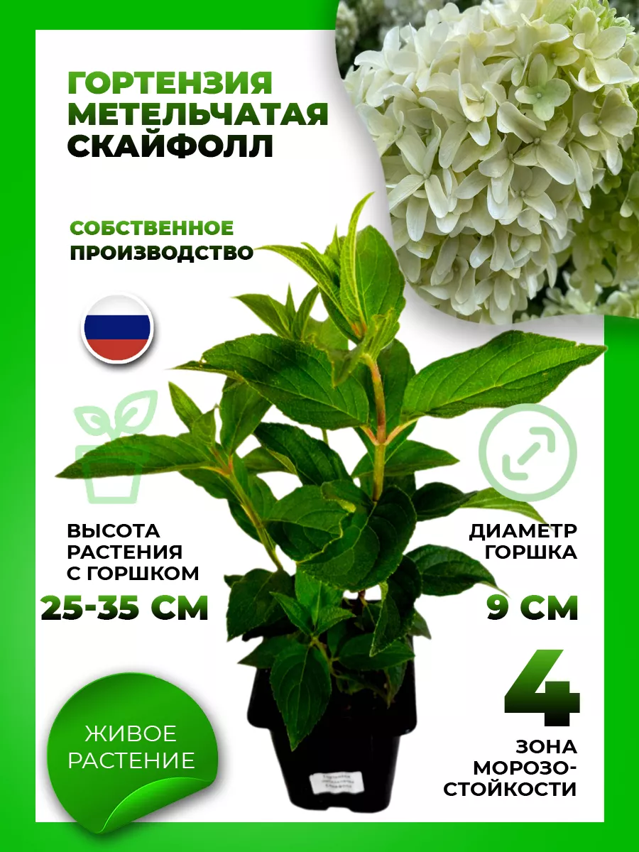 Гортензия метельчатая Скайфолл