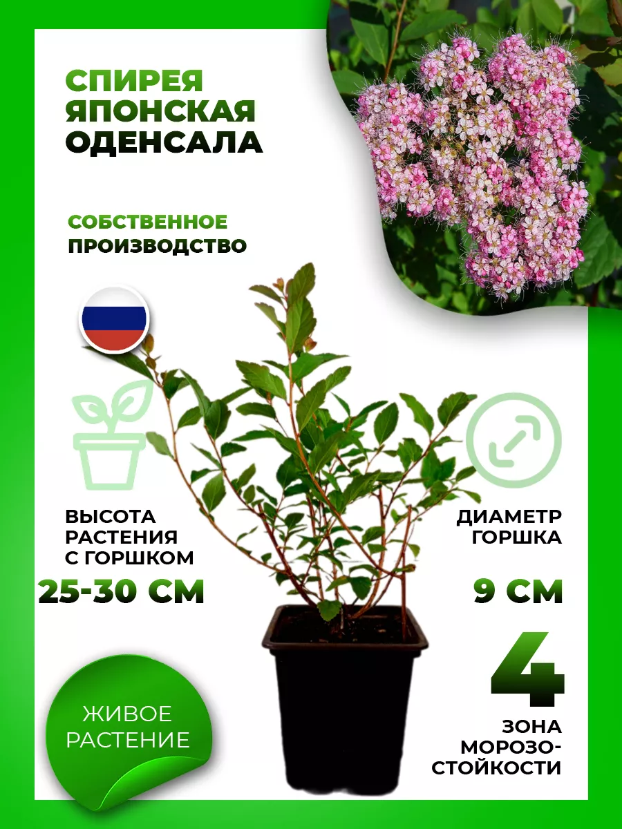 Спирея японская Оденсала