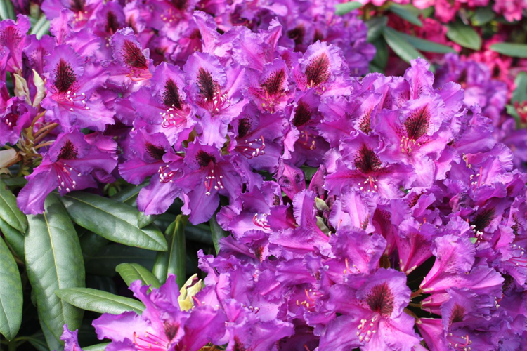 kletterpflanze wisteria Wisteria floribunda