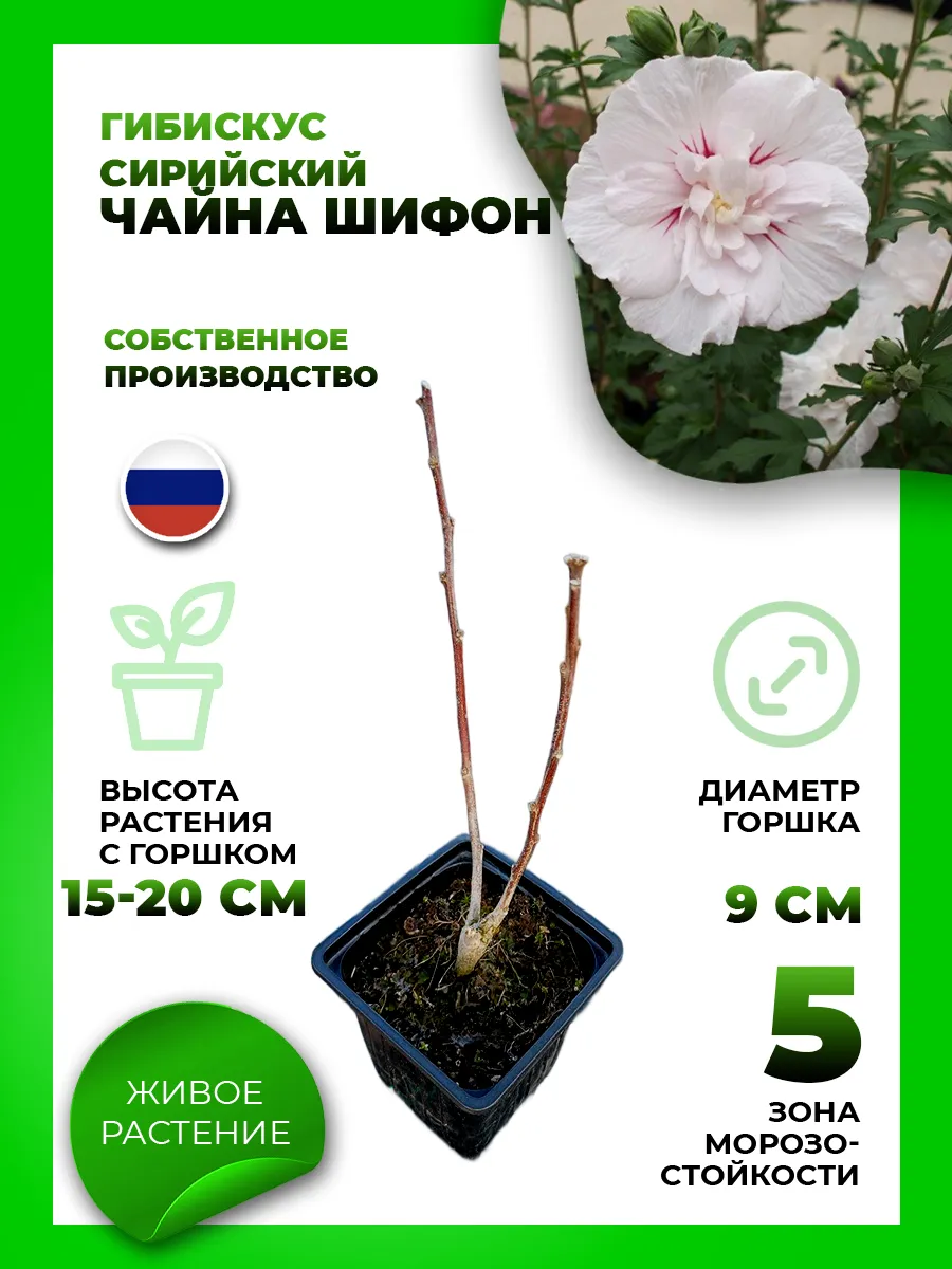 Гибискус сирийский Чайна Шифон