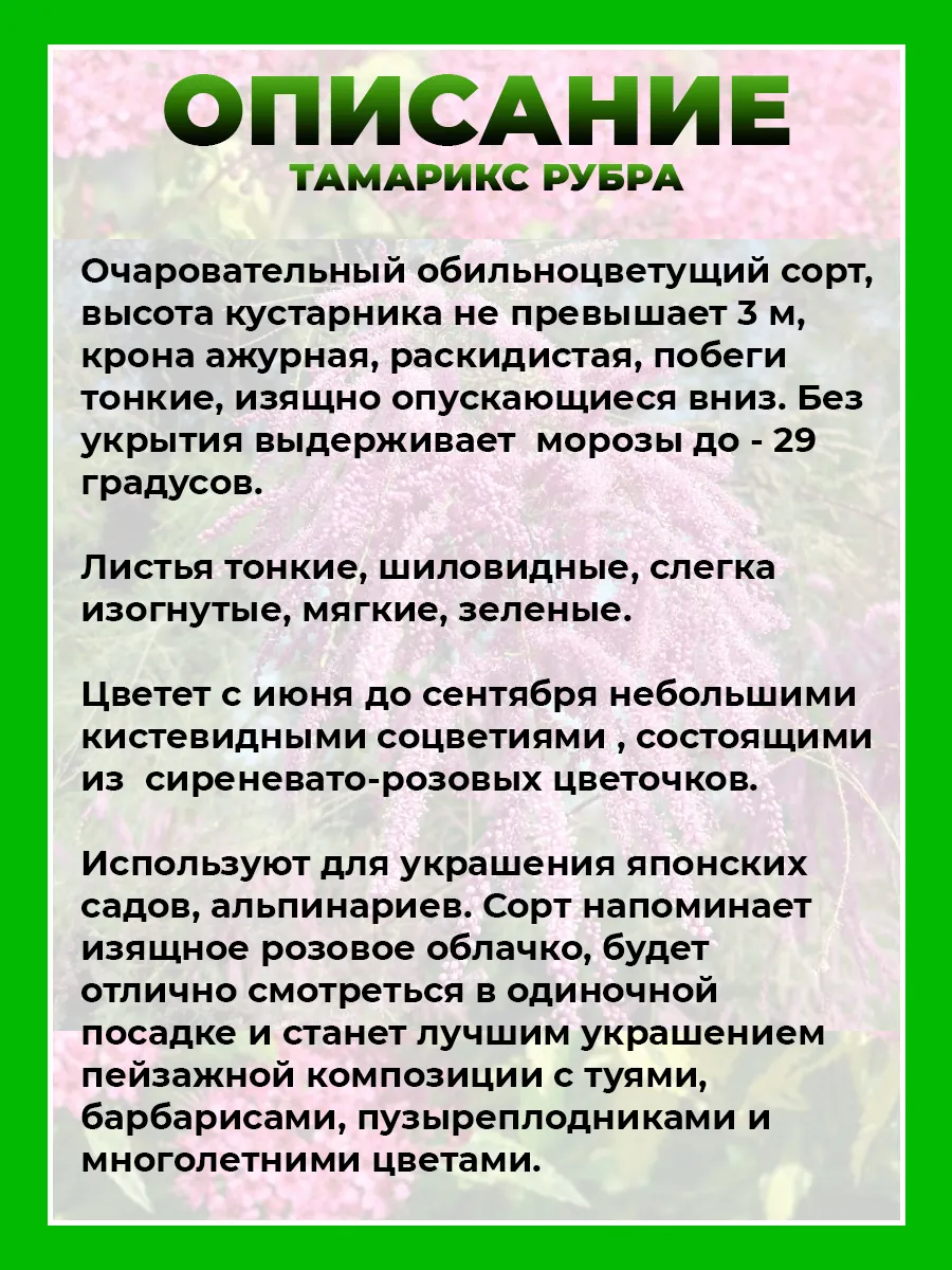 Тамарикс (Гребенщик) ветвистый Рубра
