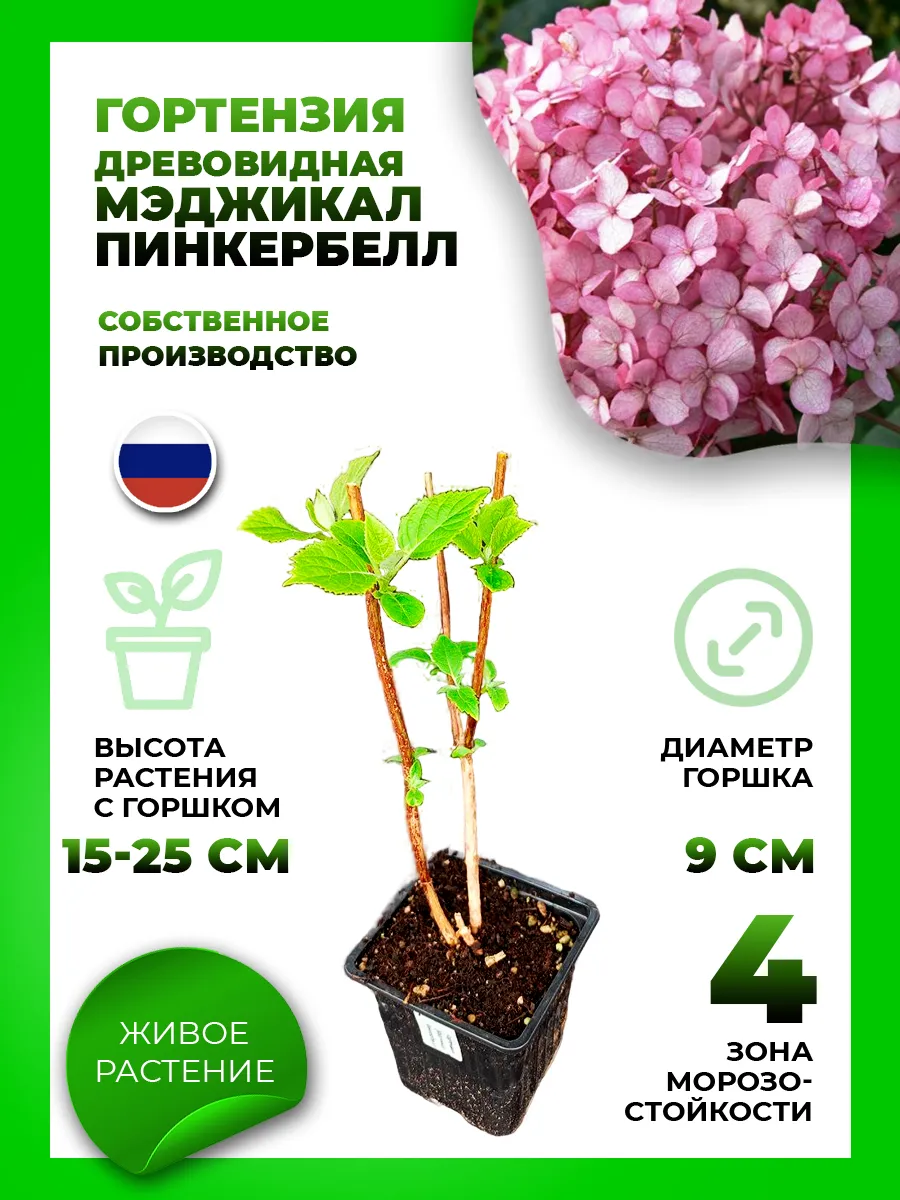 Гортензия древовидная Мэджикал Пинкербелл