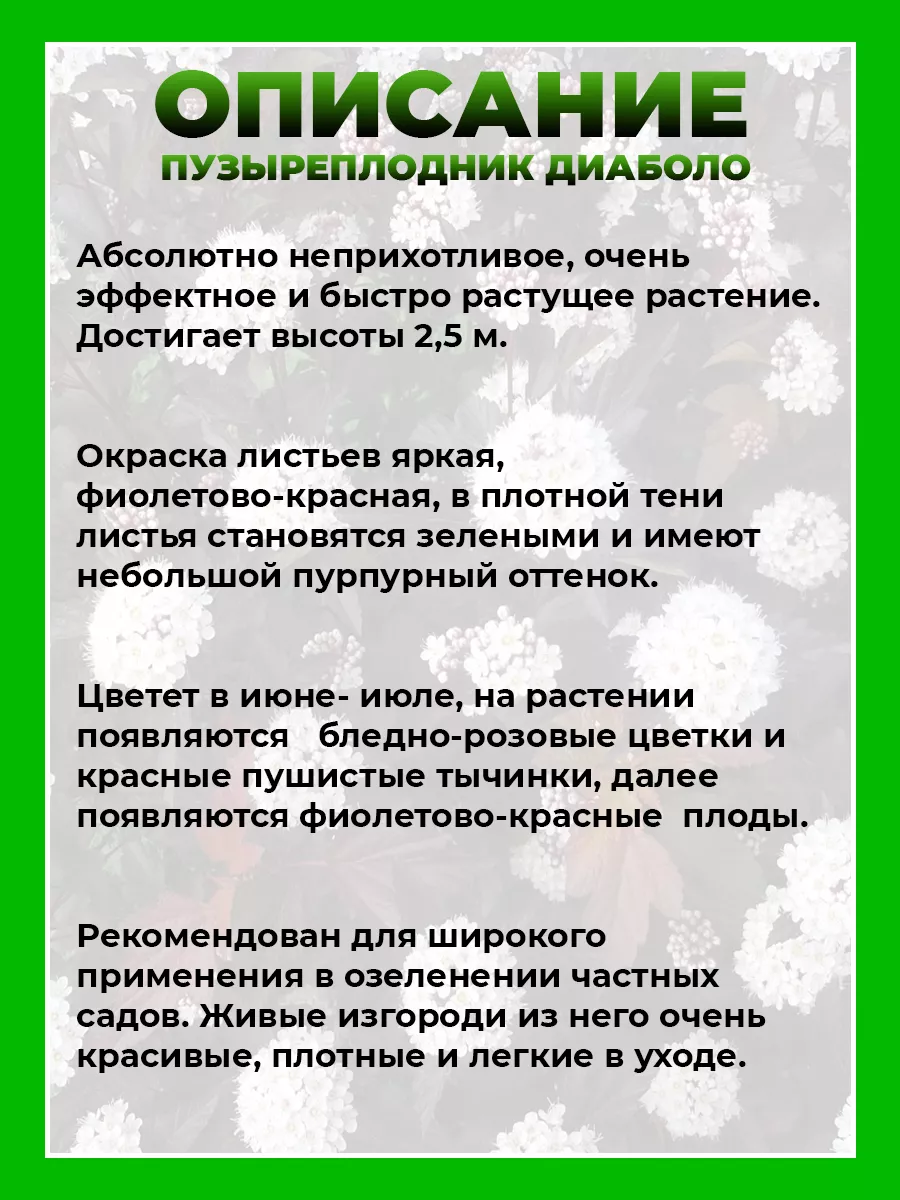 Пузыреплодник калинолистный Диаболо
