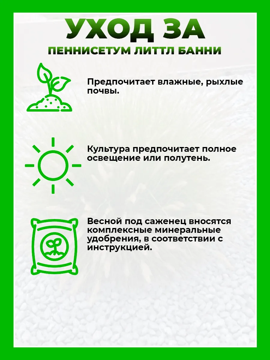 Пеннисетум лисохвостный Литтл Банни