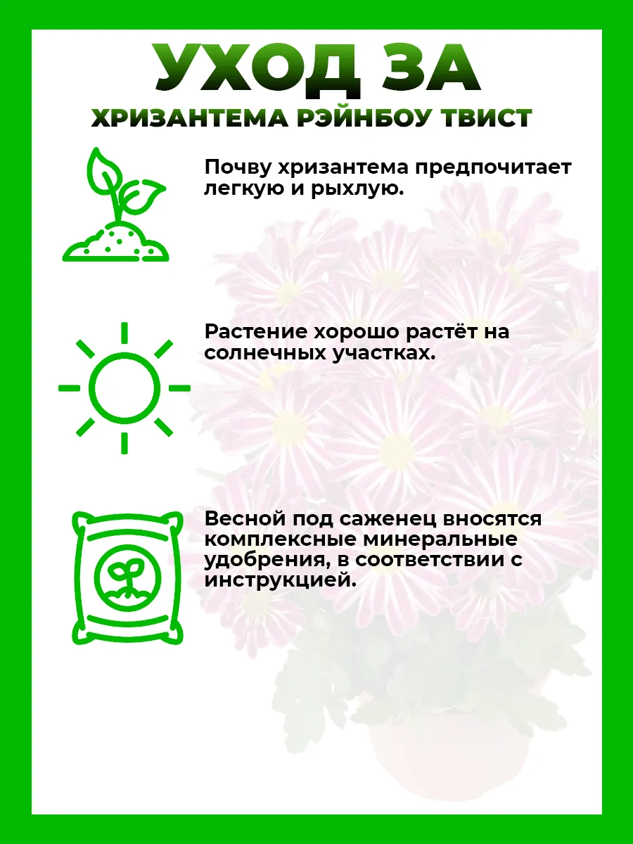 Хризантема крупноцветковая Рэйнбоу Твист
