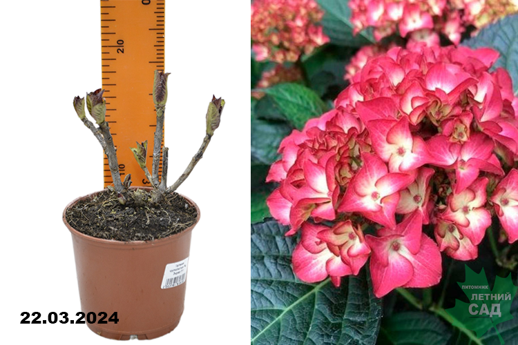 Гортензия крупнолистная Ред Энджел (Hydrangea macrophylla Red Angel ...