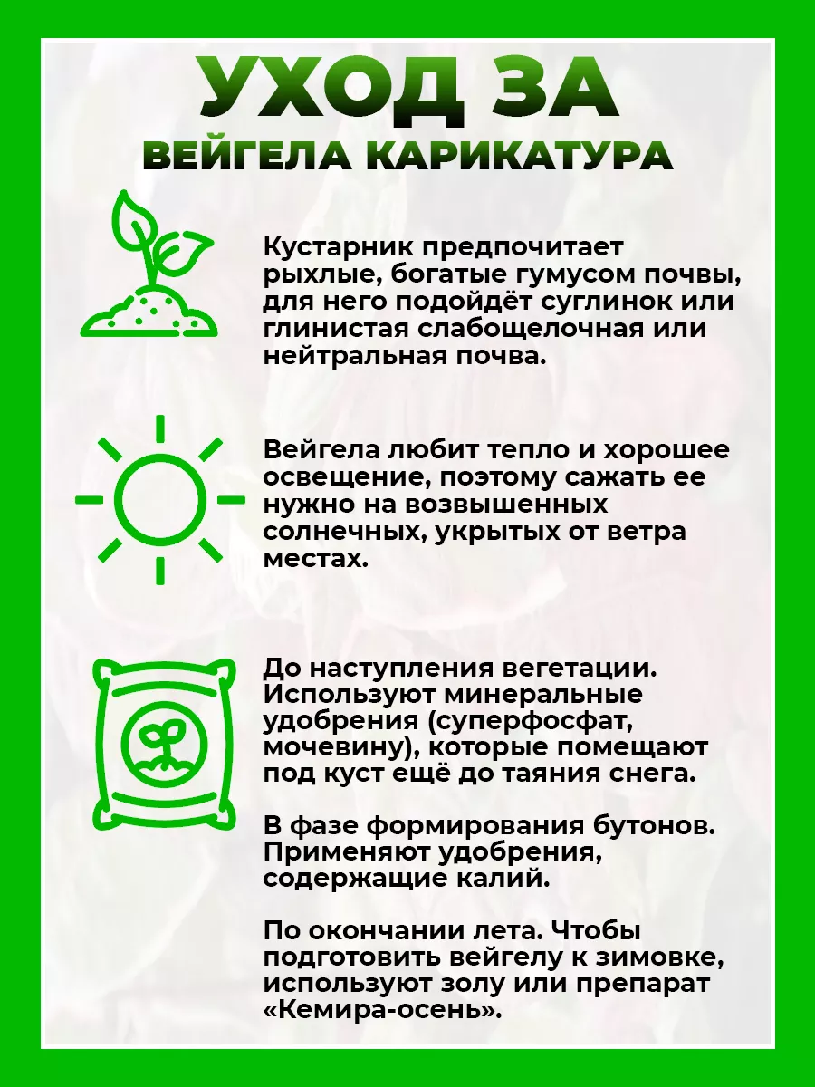 Вейгела цветущая Карикатура