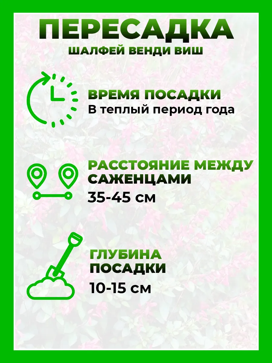 Шалфей гибридный Венди Виш