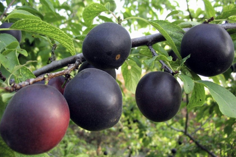 Абрикос Черный принц (Prunus armeniaca Chornyy Prince) ОКС — Питомник ...