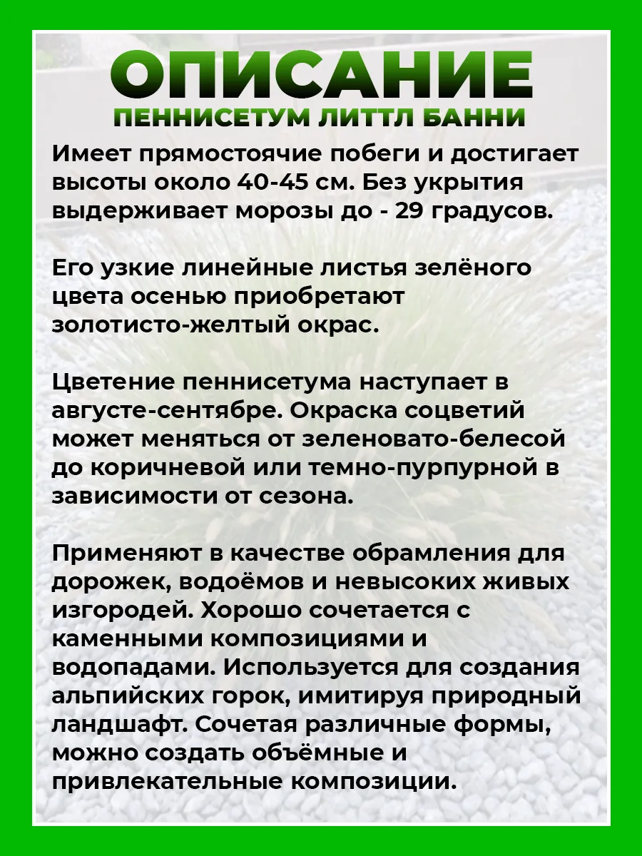 Пеннисетум лисохвостный Литтл Банни