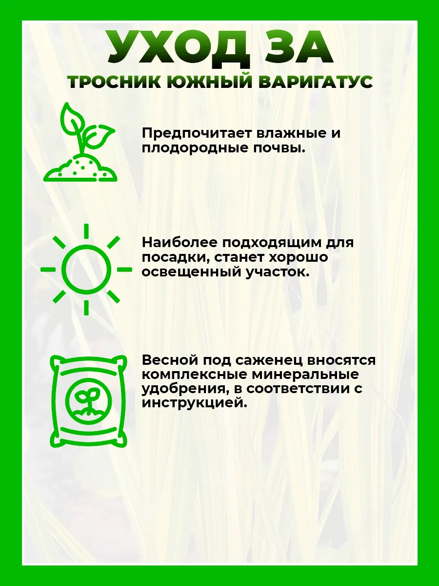 Тростник южный Вариегатус