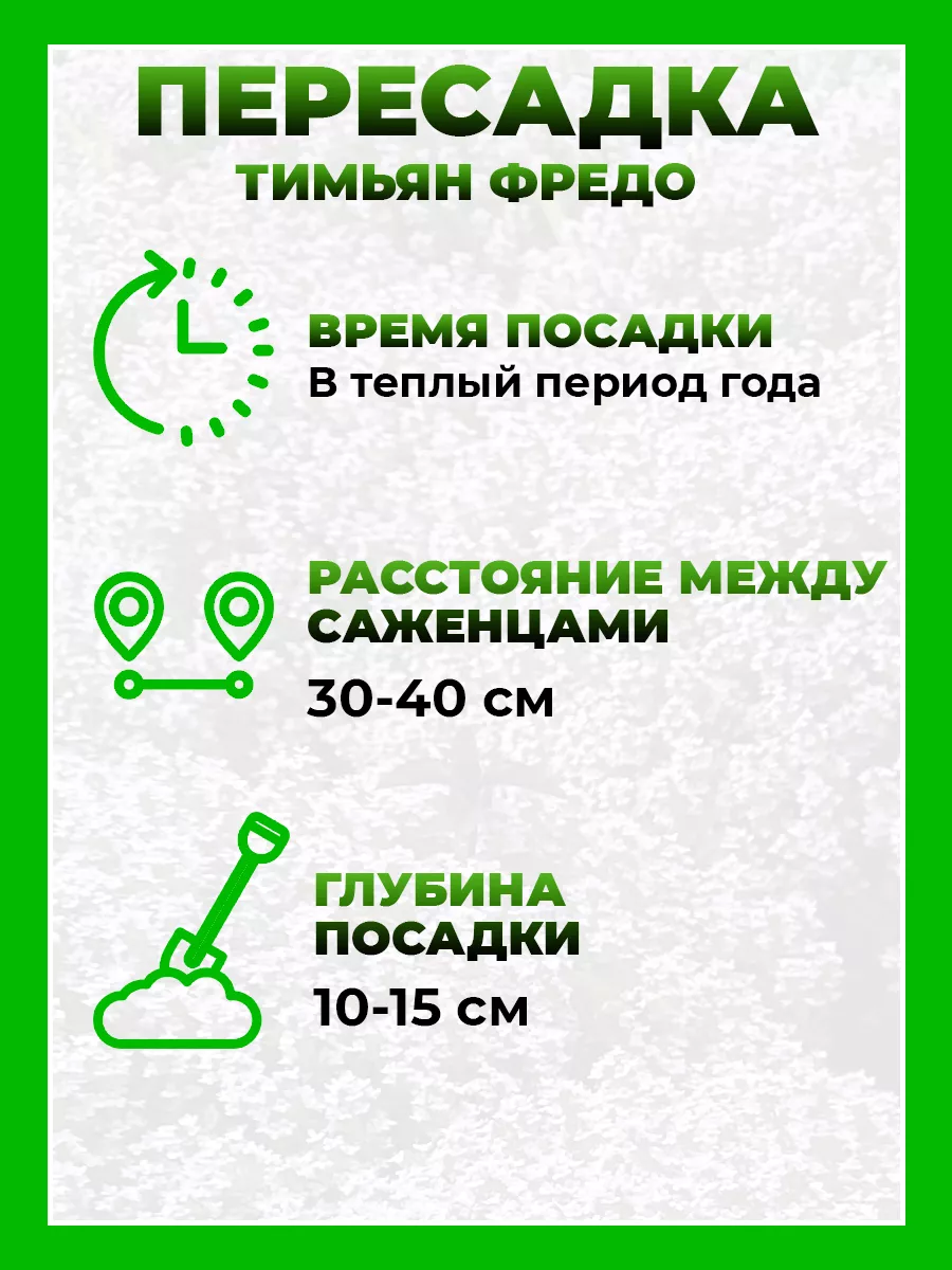 Тимьян обыкновенный Фрэдо