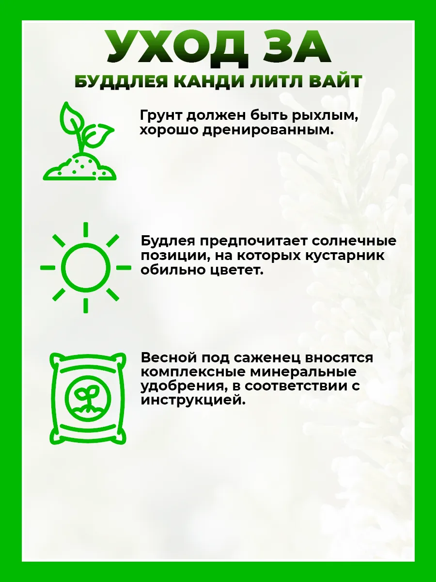 Буддлея Давида Баттерфляй Канди Литтл Вайт