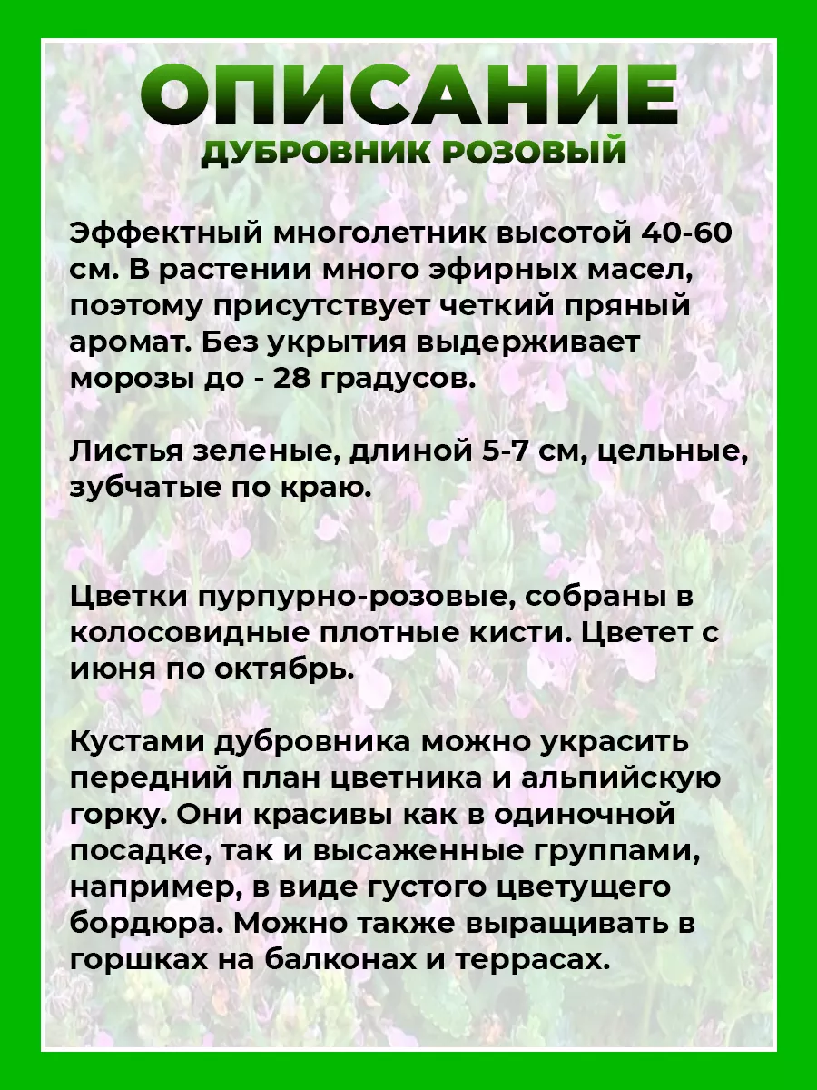 Дубровник светлеющий
