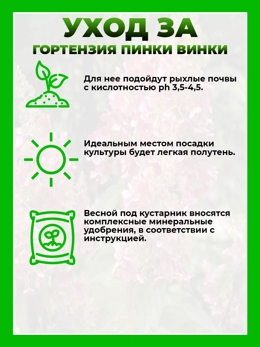 Гортензия метельчатая Пинки Винки
