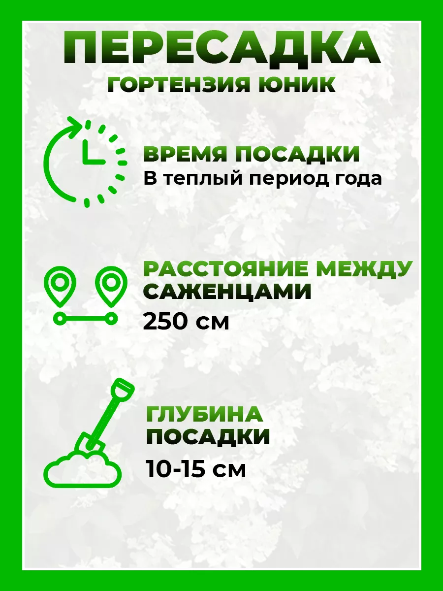 Гортензия метельчатая Юник