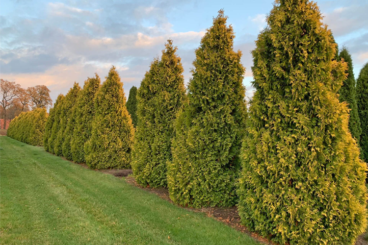 (Thuja occidentalis Golden Brabant) 5