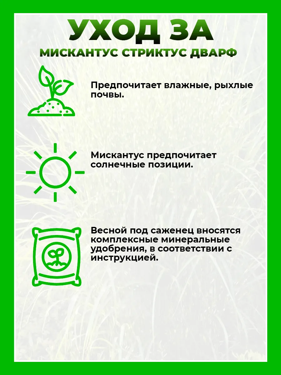 Мискантус китайский Стриктус Дварф