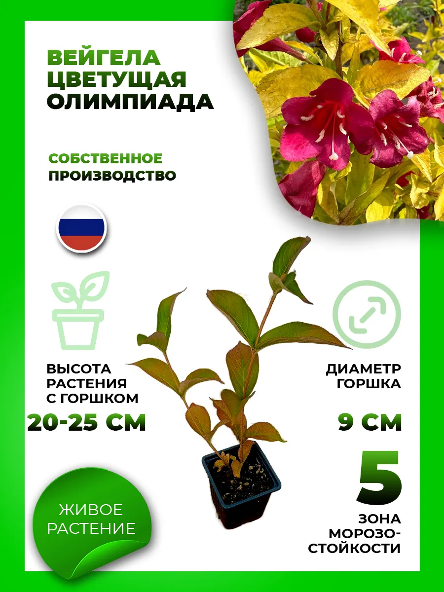 Вейгела цветущая Олимпиада