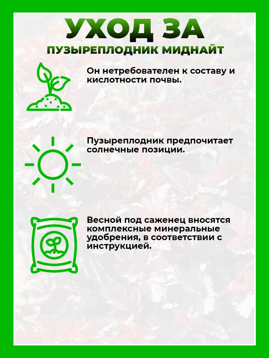 Пузыреплодник калинолистный Миднайт