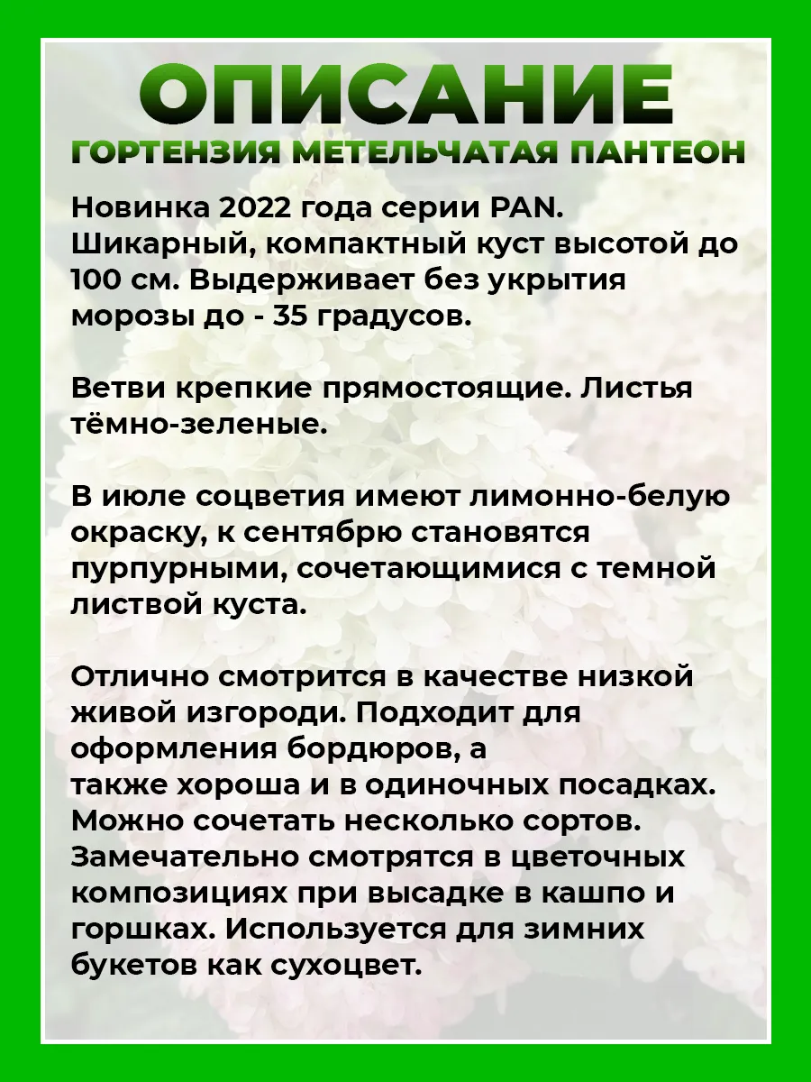 Гортензия метельчатая Пантеон