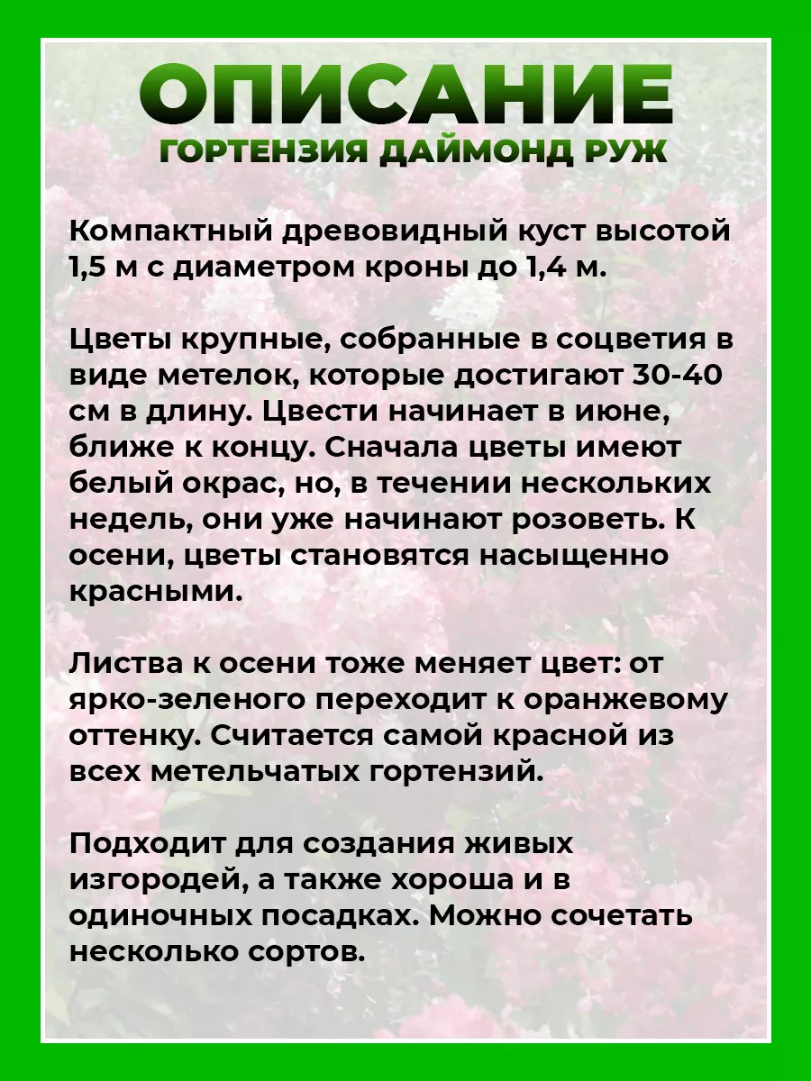 Гортензия метельчатая Даймонд Руж