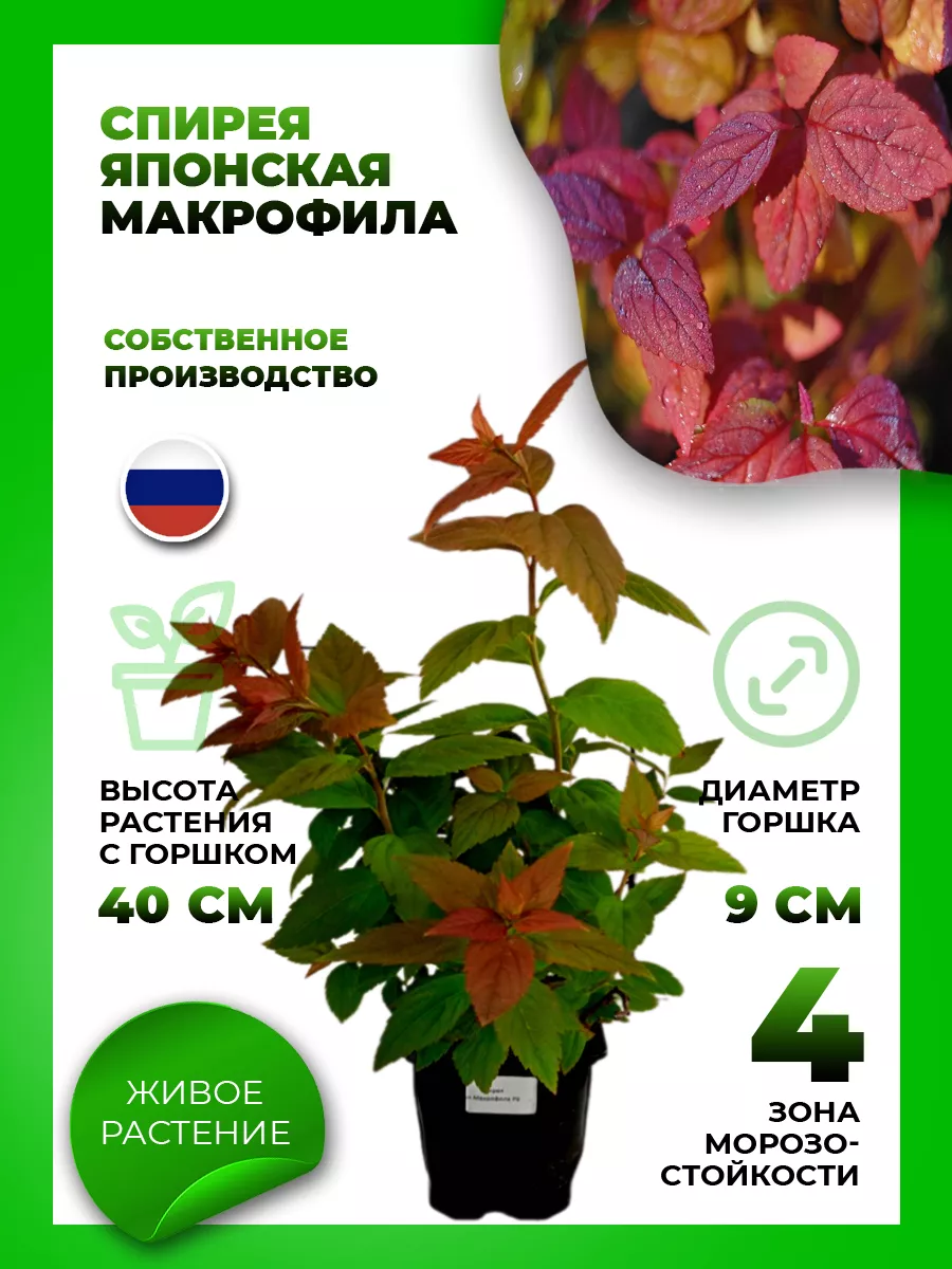 Спирея японская Макрофила