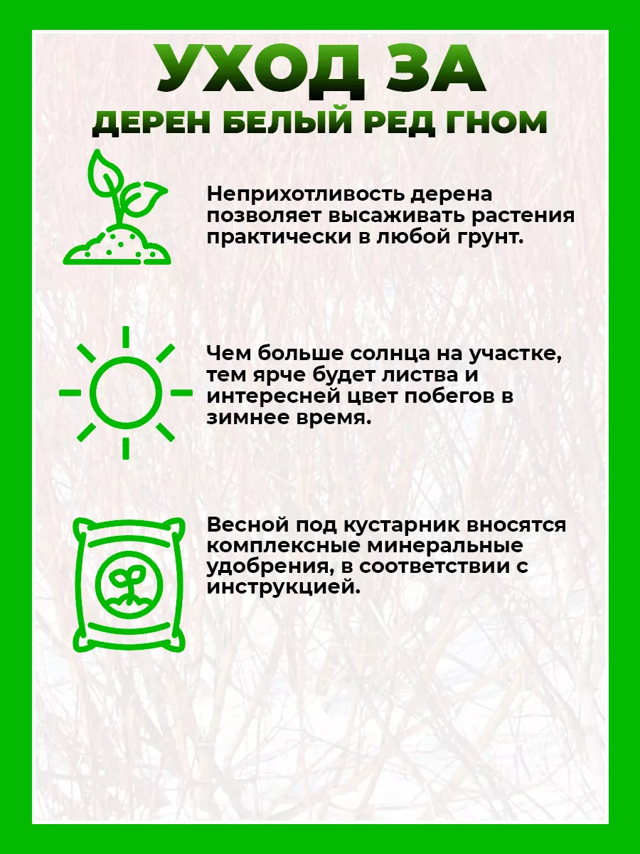Дерен белый Ред Гном