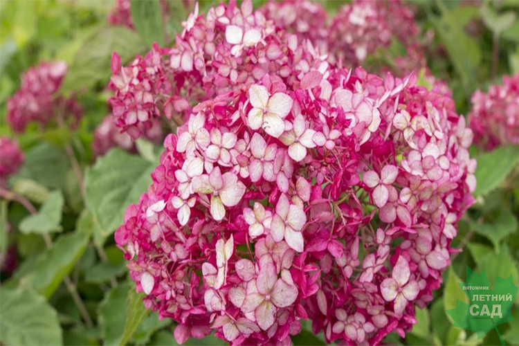 Гортензия древовидная Руби Аннабель (Hydrangea arborescens Ruby ...