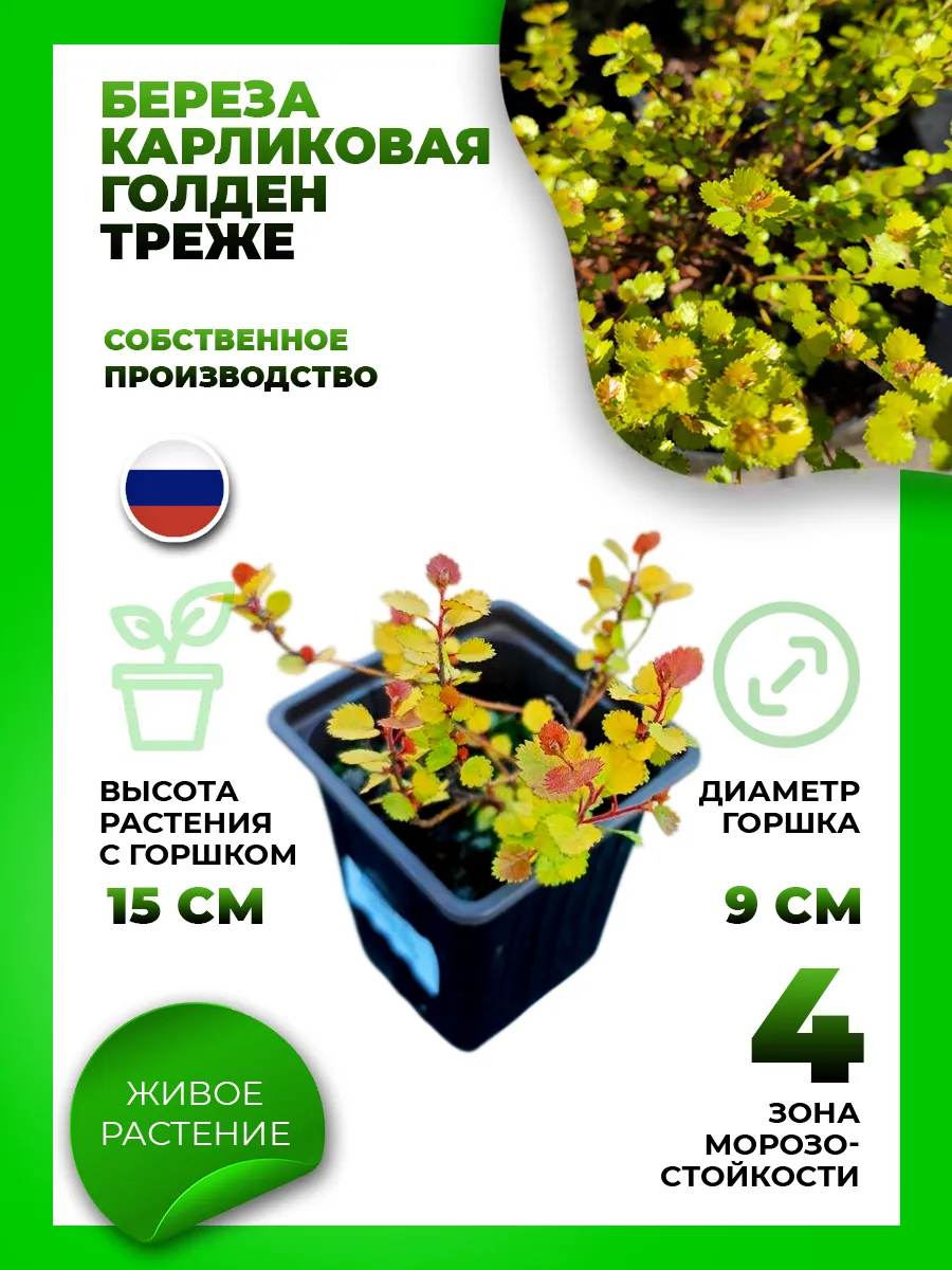 Береза карликовая Голден Трэже