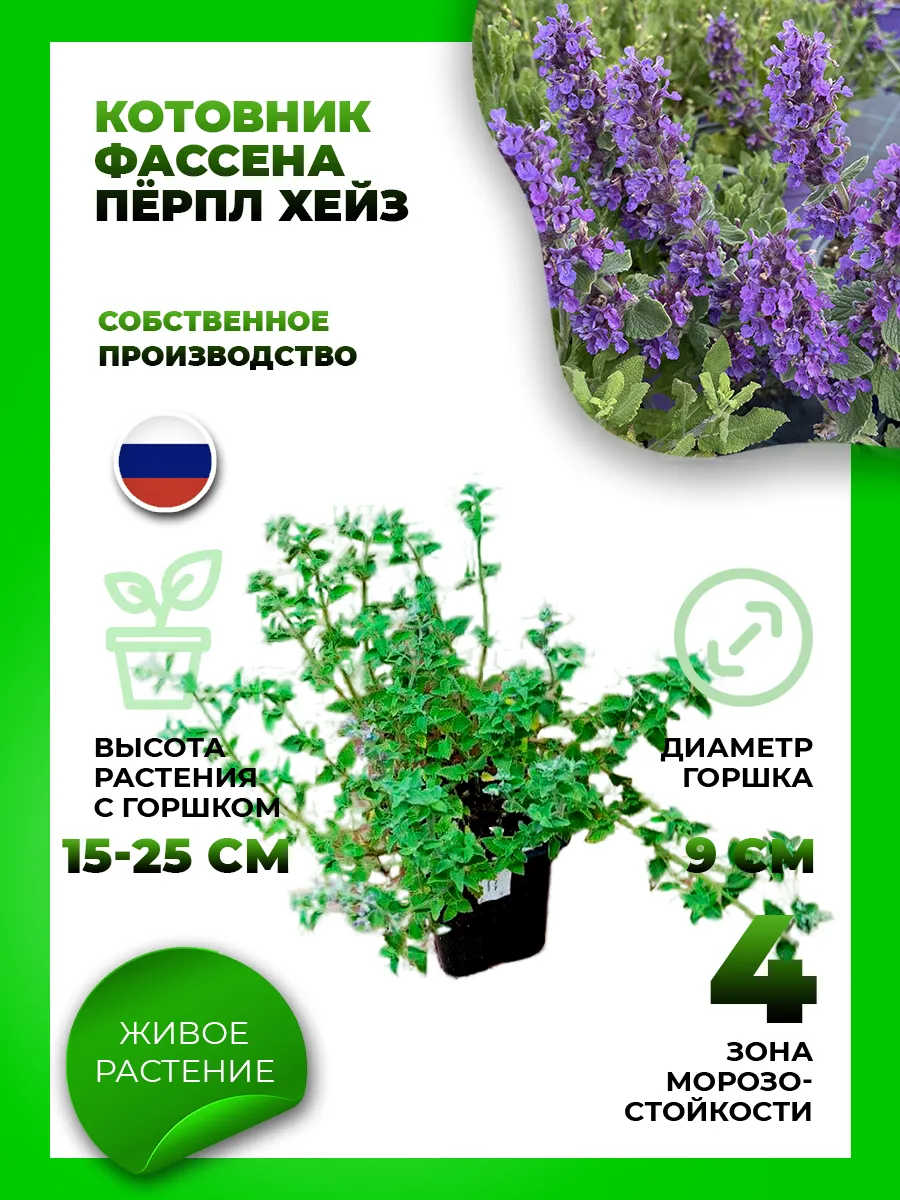 Котовник фассена Пёрпл Хейз