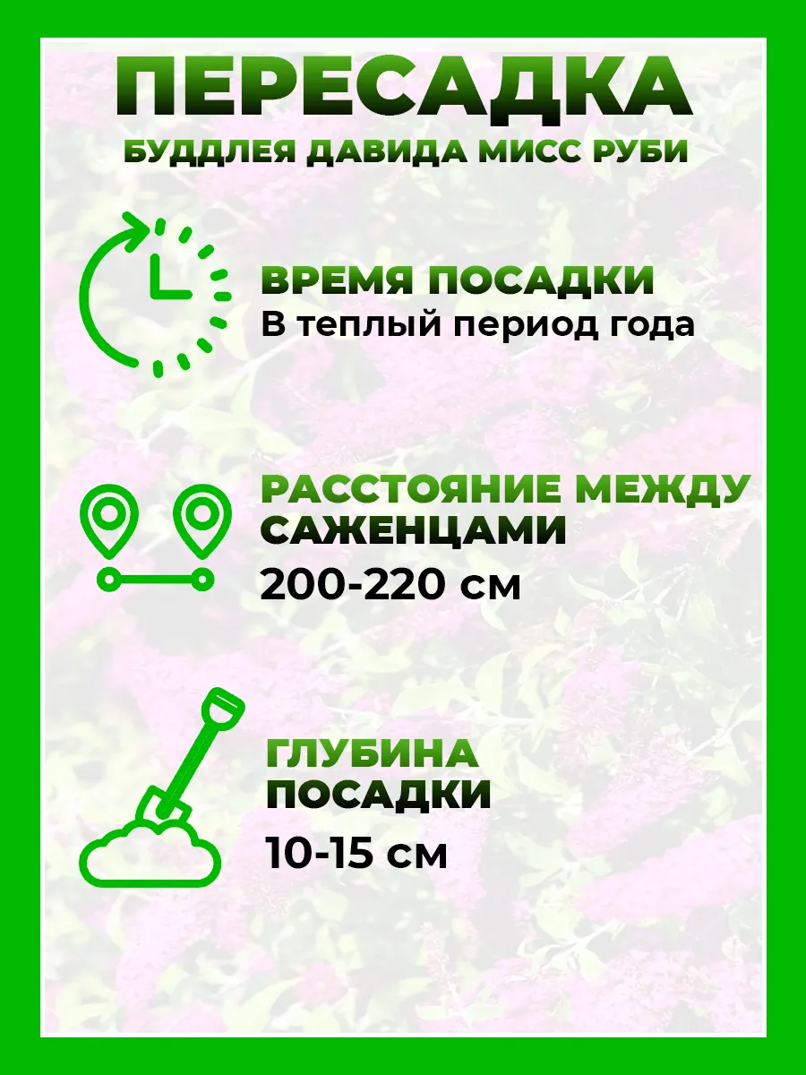 Буддлея Давида Мисс Руби