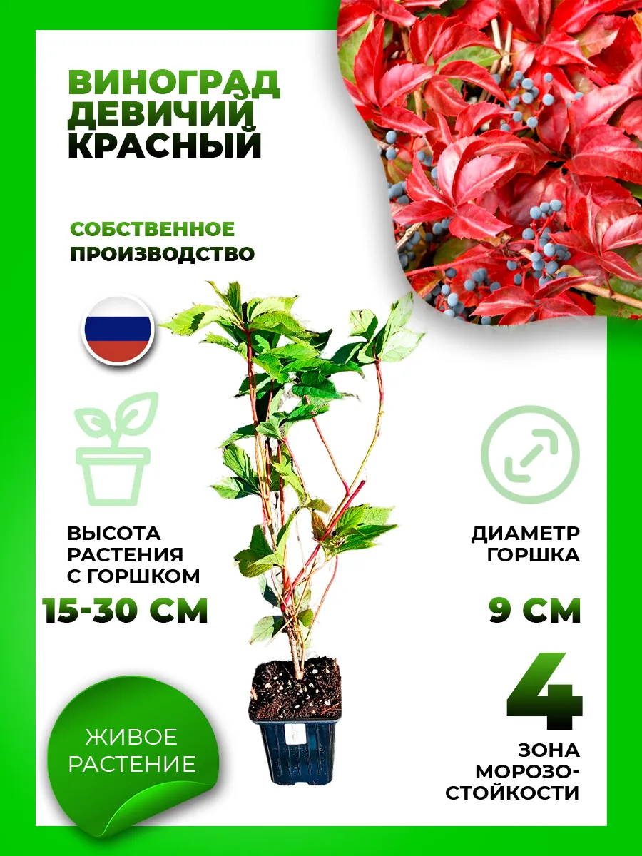Девичий виноград пятилисточковый красный
