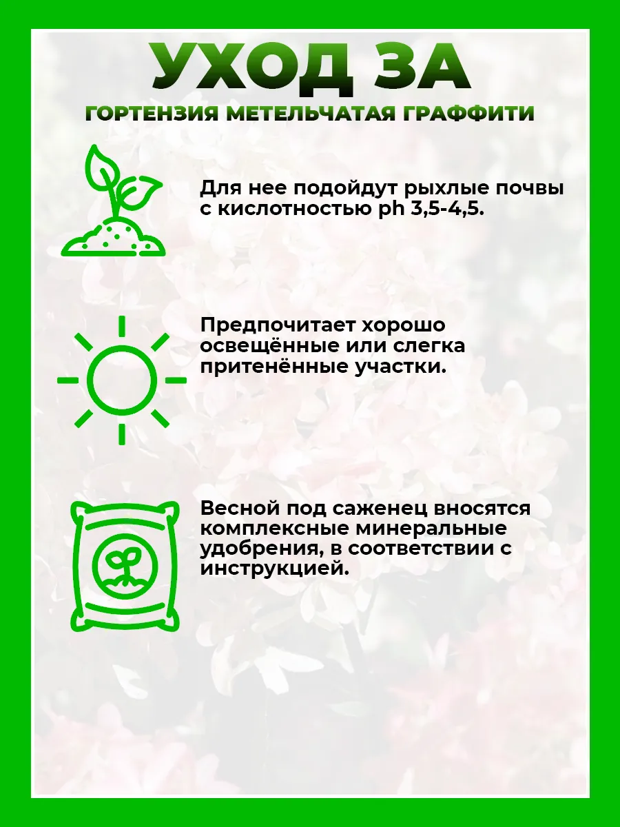 Гортензия метельчатая Граффити