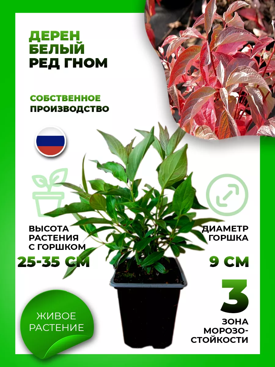 Дерен белый Ред Гном