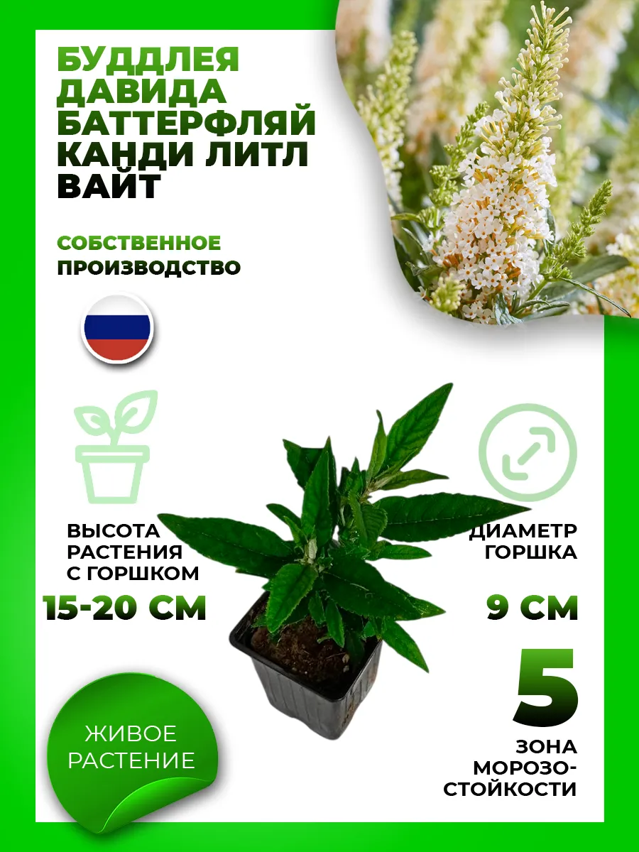 Буддлея Давида Баттерфляй Канди Литтл Вайт