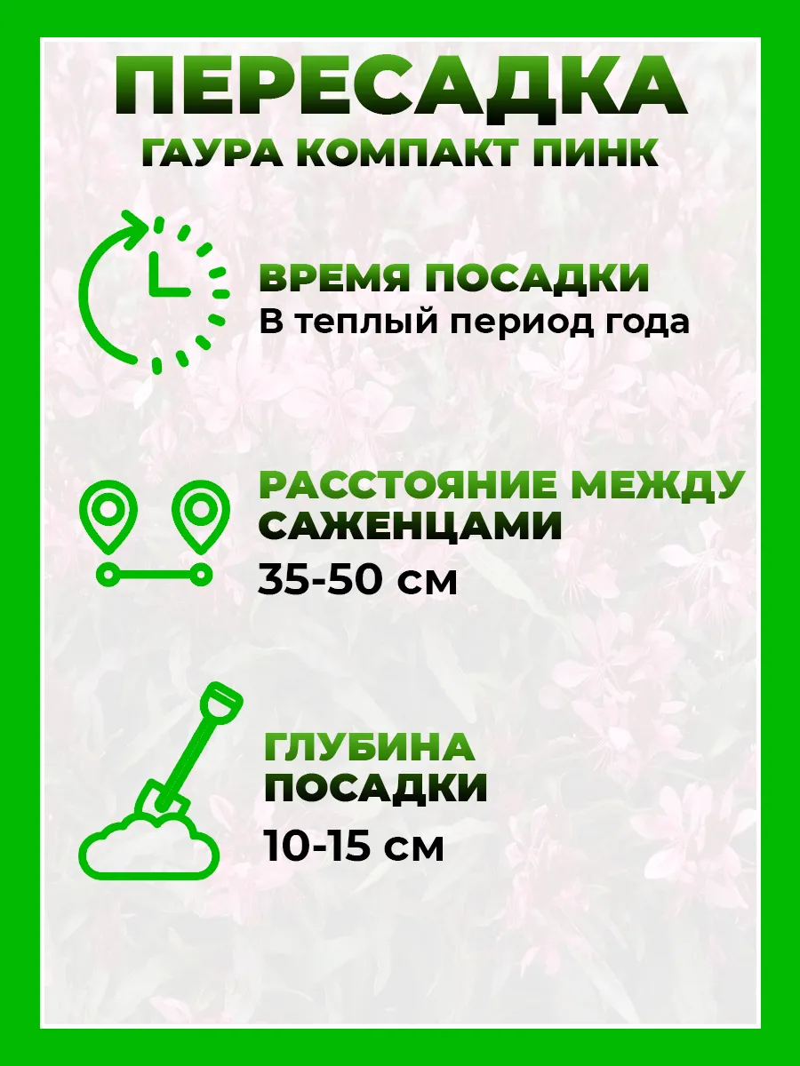 Гаура Линдхеймера Гамбит Компакт Пинк