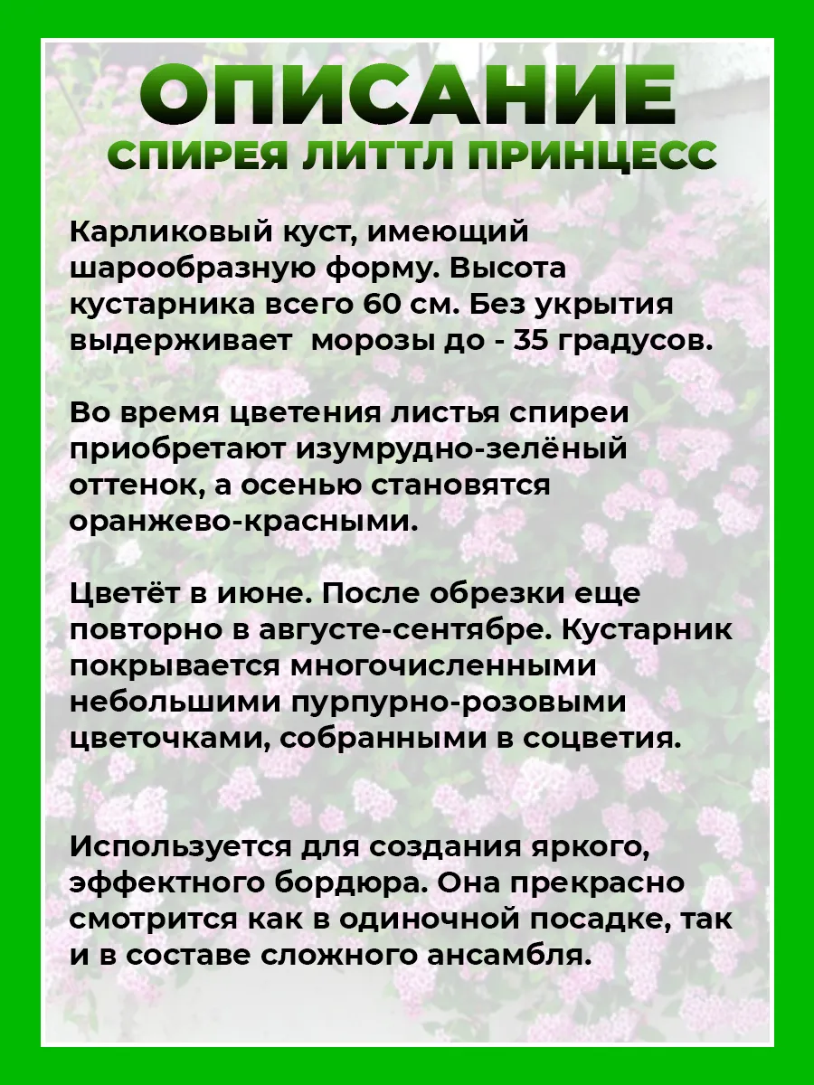 Спирея японская Литтл Принцесс