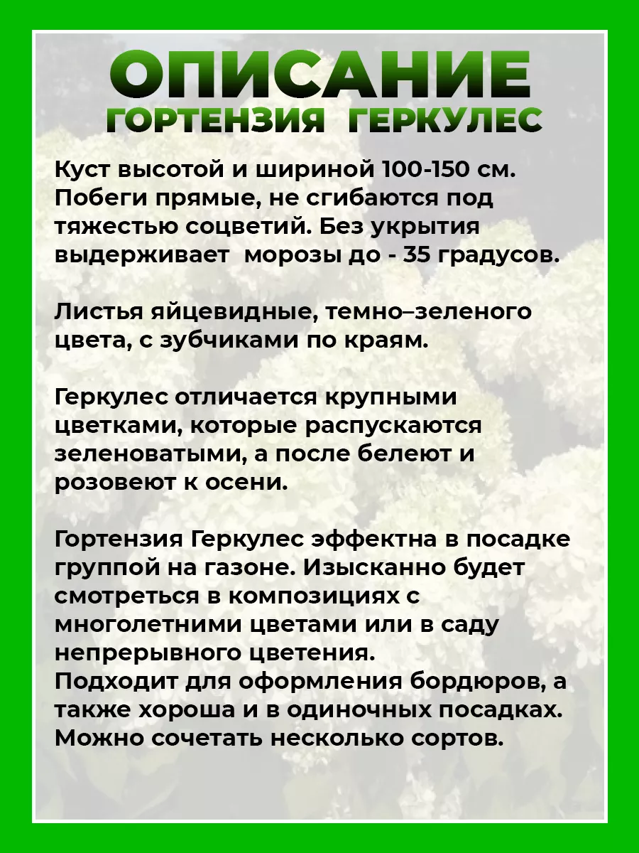 Гортензия метельчатая Геркулес