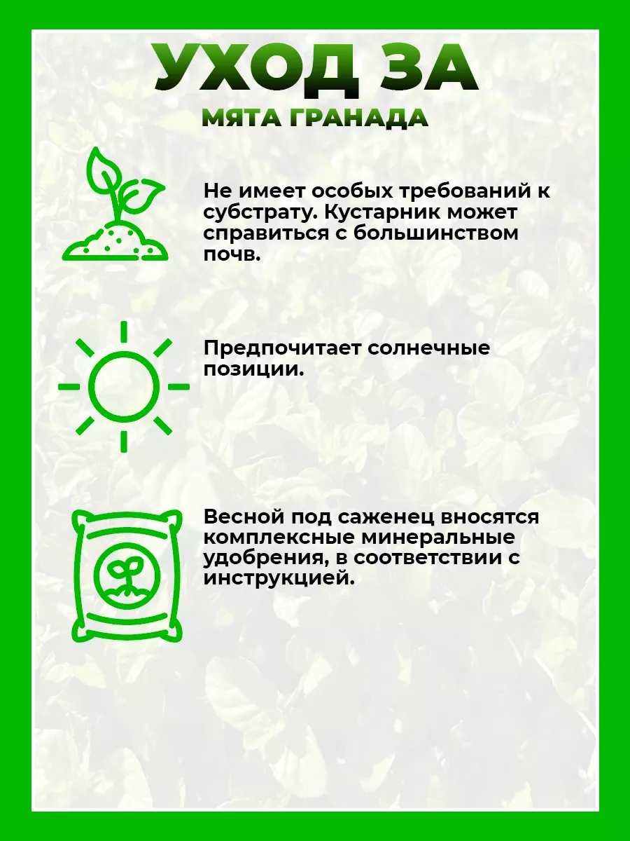 Мята Гранада