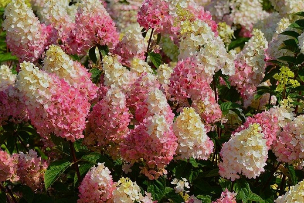 Гортензия метельчатая Пинки Промис (Hydrangea paniculata Pinky Promise ...