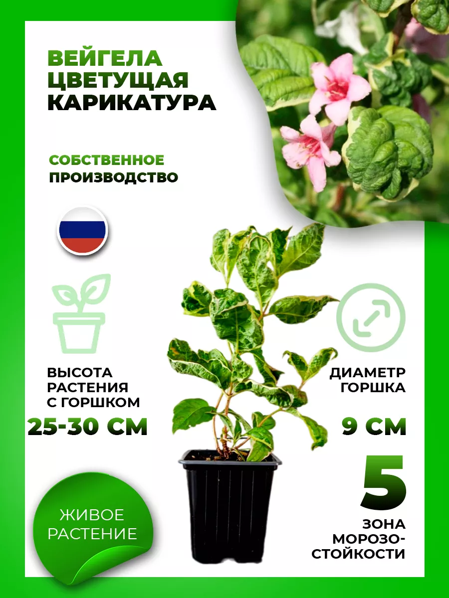Вейгела цветущая Карикатура