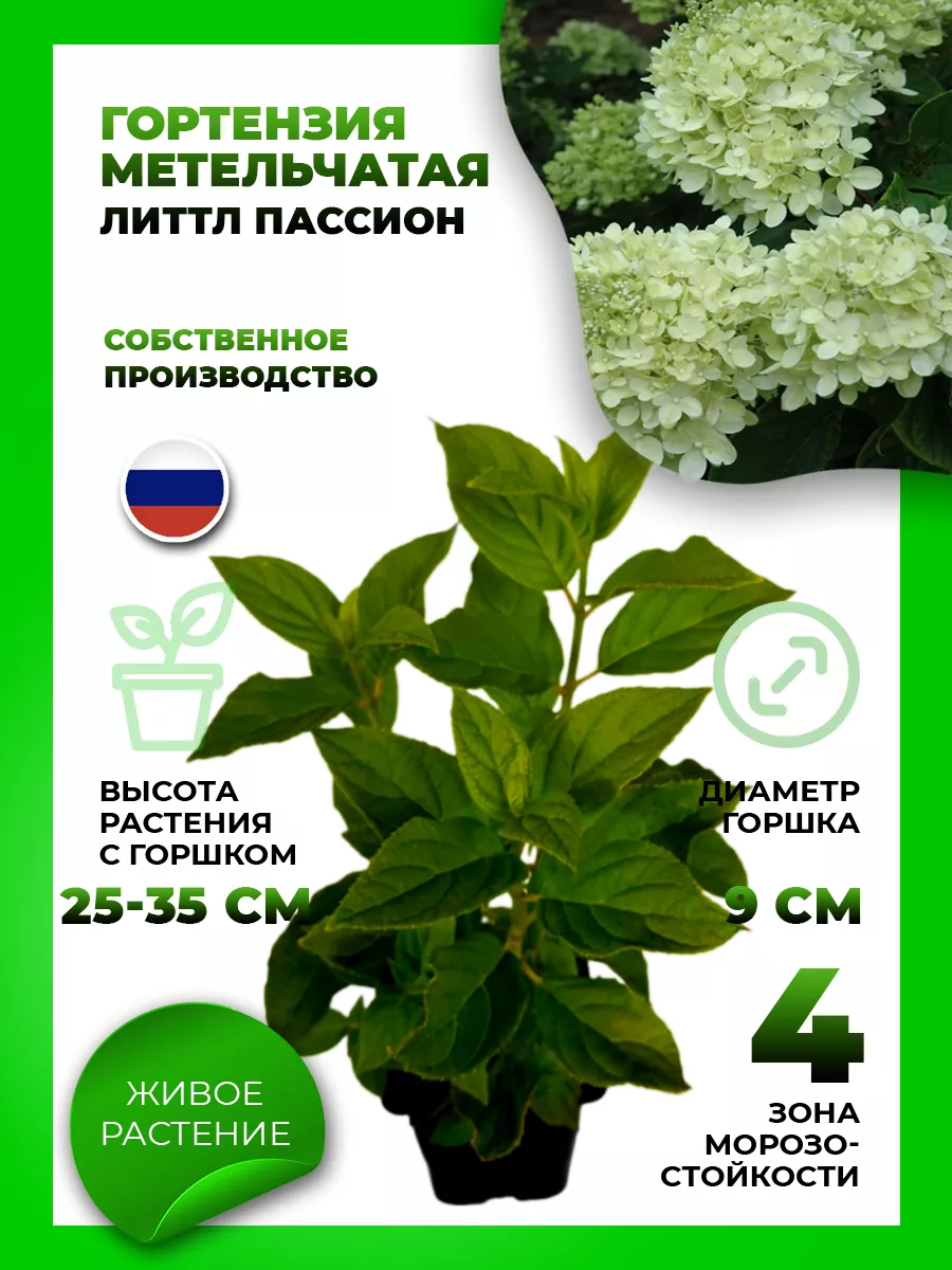 Гортензия метельчатая Литтл Пэшн